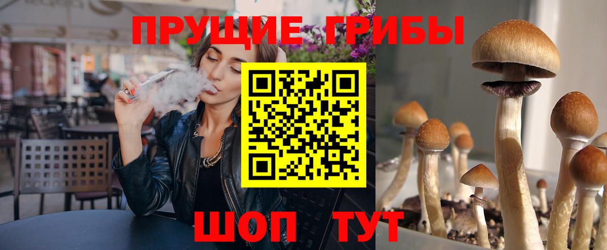 Псилоцибиновые грибы Psilocybe Елец